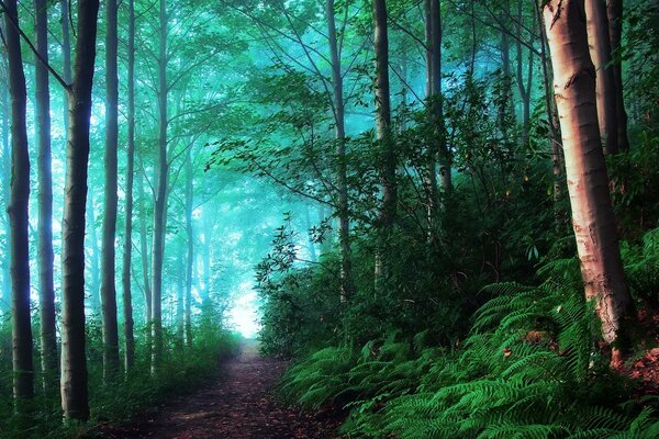 Floresta de verão no nevoeiro
