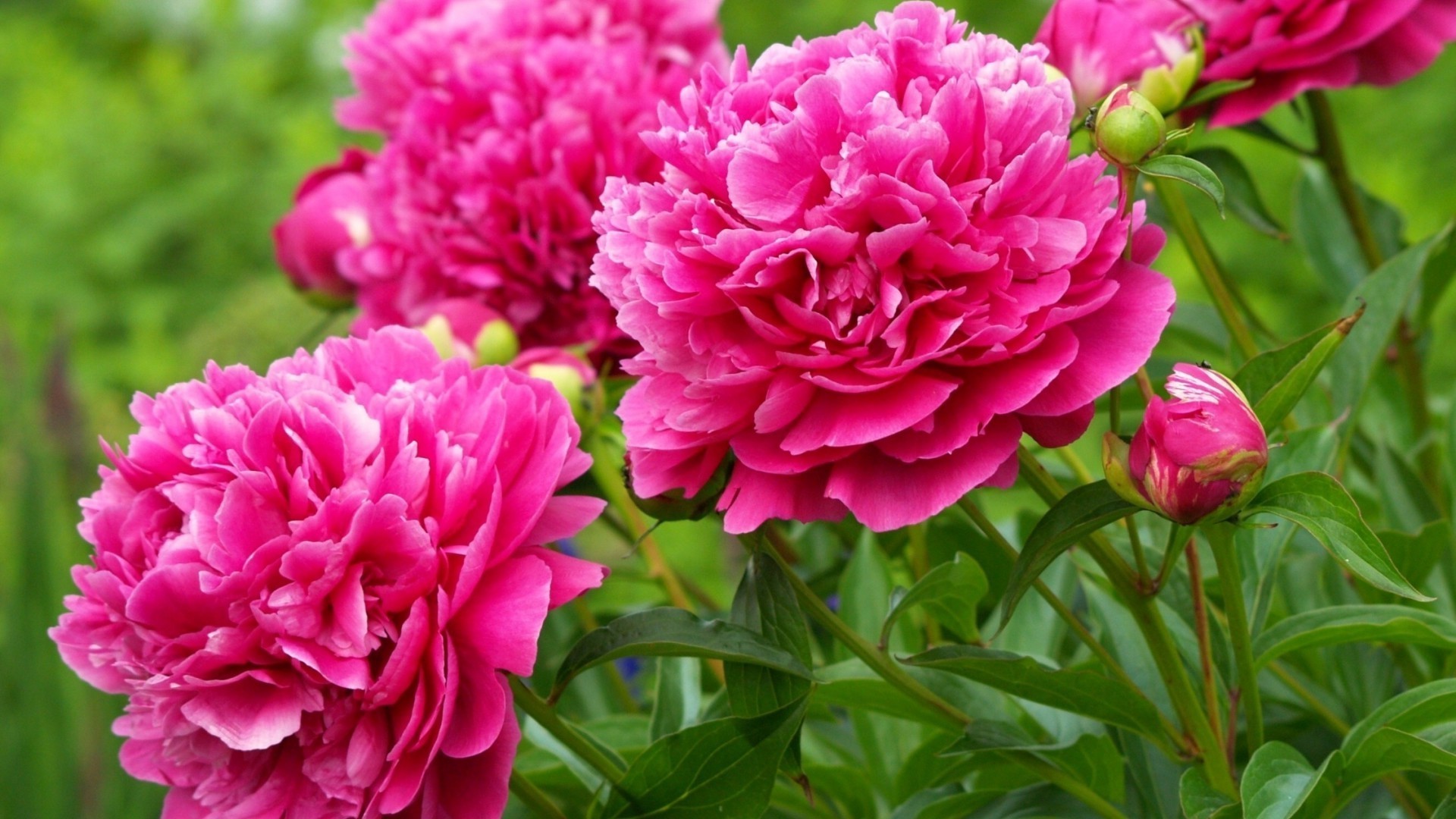 flores flor natureza flora jardim folha blooming verão floral pétala cor brilhante peônia bela buquê rosa decoração amor cabeça