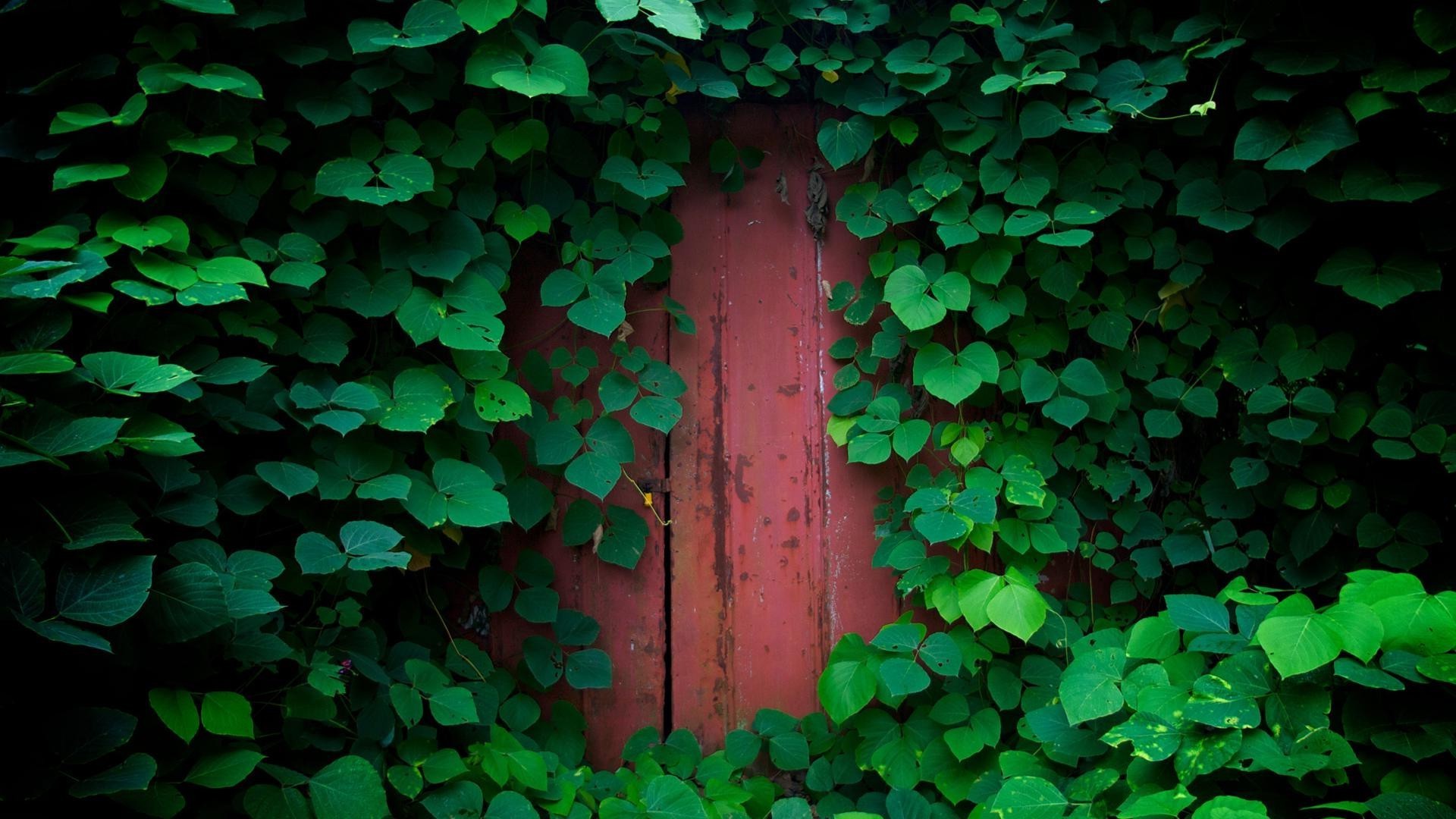 folha ivy desktop abstrato textura jardim parede trevo natureza crescimento flora madeira boa sorte padrão