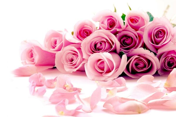 Rosas cor-de-rosa no fundo branco