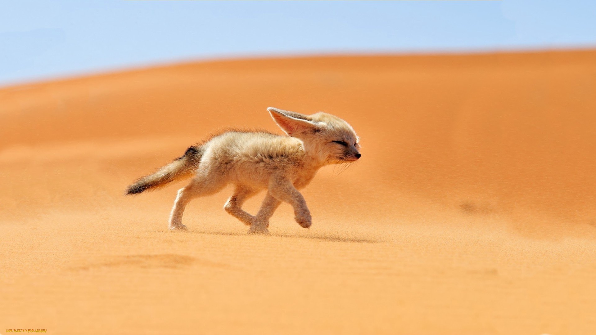 raposa mamífero areia vida selvagem natureza animal fofa sozinho pequeno cão