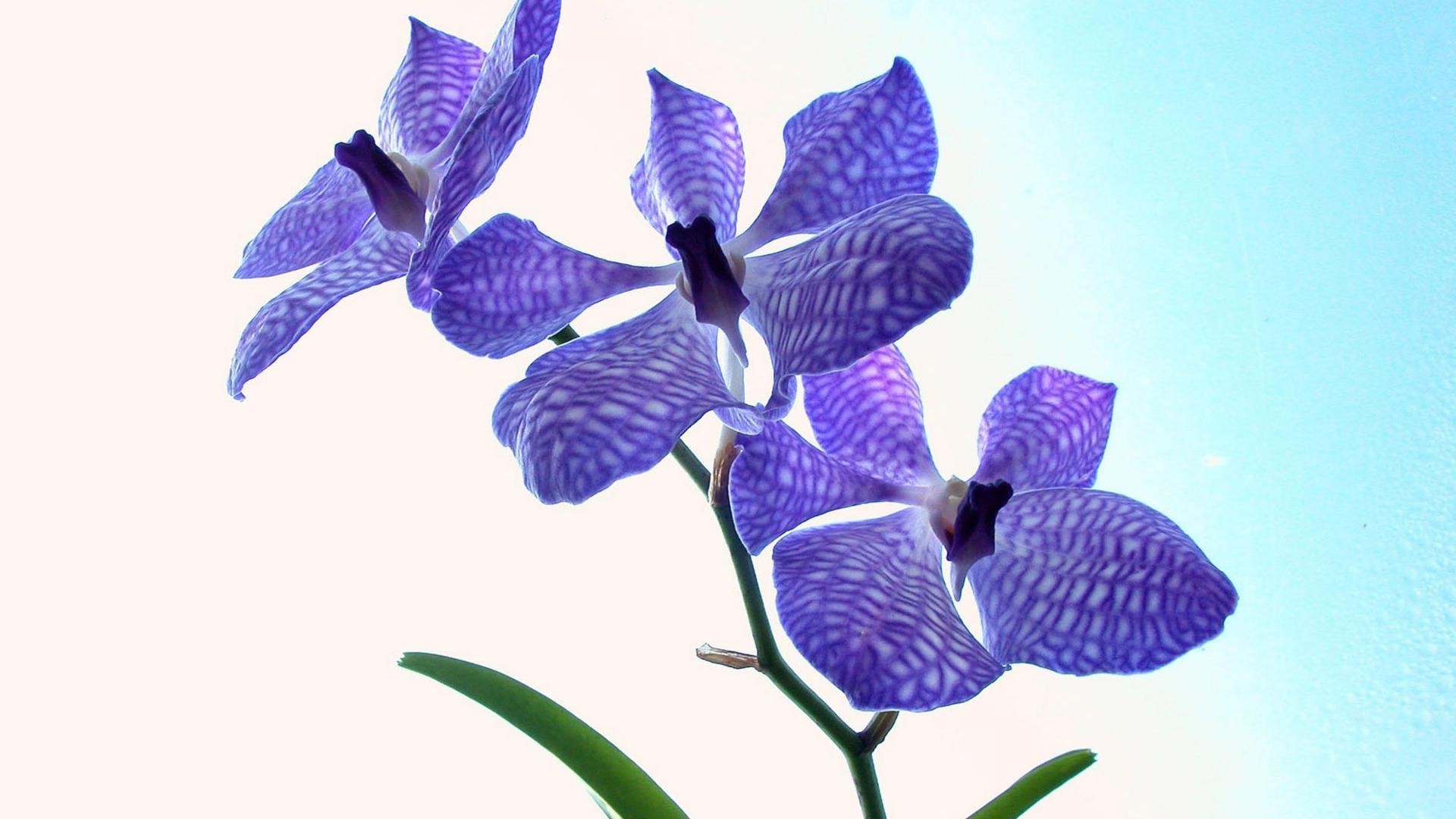 flores natureza flor flora floral folha tropical isolado pétala bonita jardim brilhante cor delicado verão decoração desktop close-up exótico blooming