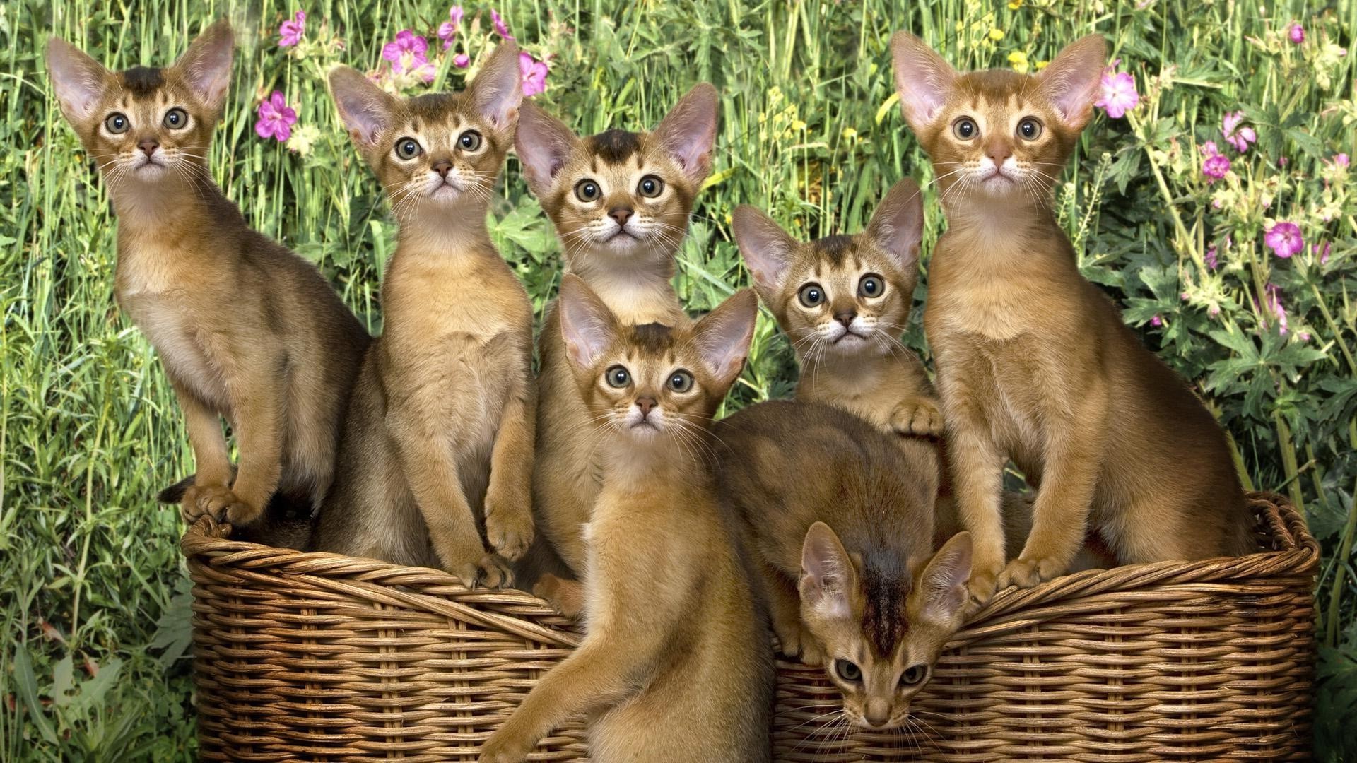 gatos fofa mamífero animal natureza gato animal de estimação pequeno jovem pele