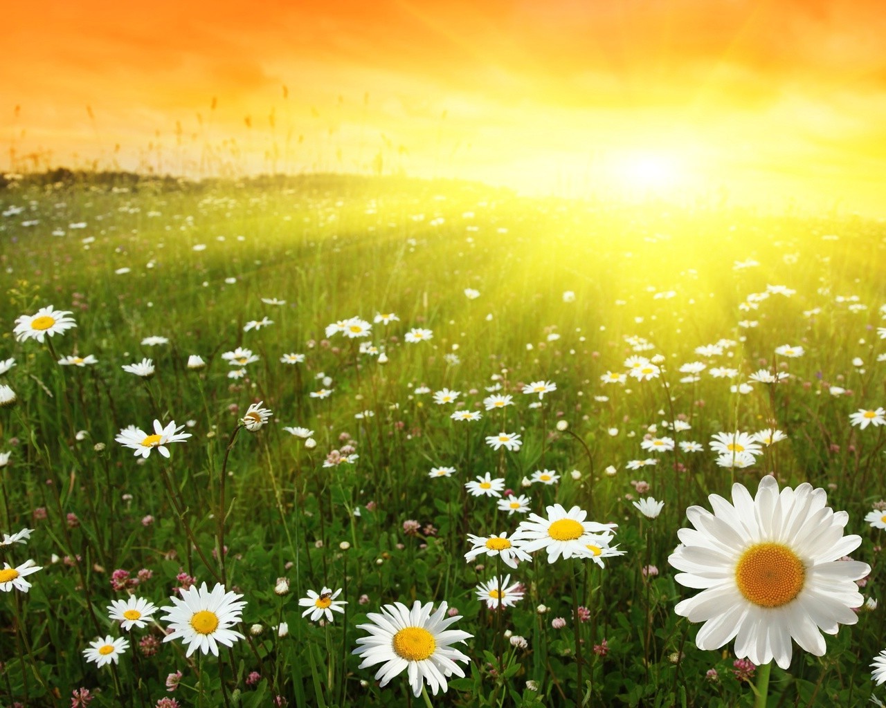 flores natureza verão margaridas flor brilhante grama rural feno sol campo ao ar livre flora bom tempo crescimento folha campo cor selvagem