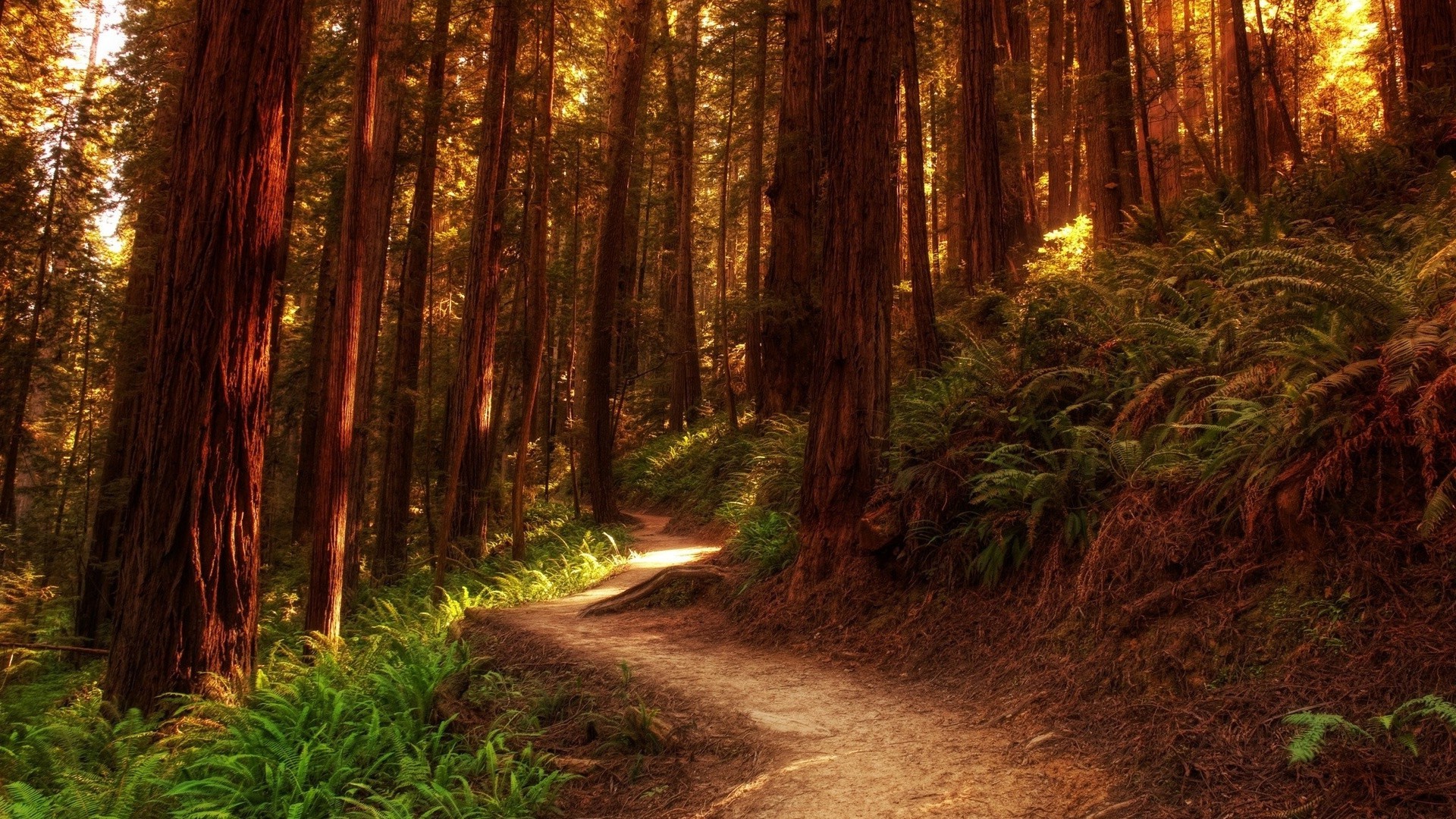 verão madeira natureza paisagem árvore guia estrada parque luz folha ao ar livre amanhecer pegada outono bom tempo viajar caminhada sequoia cênica ambiente