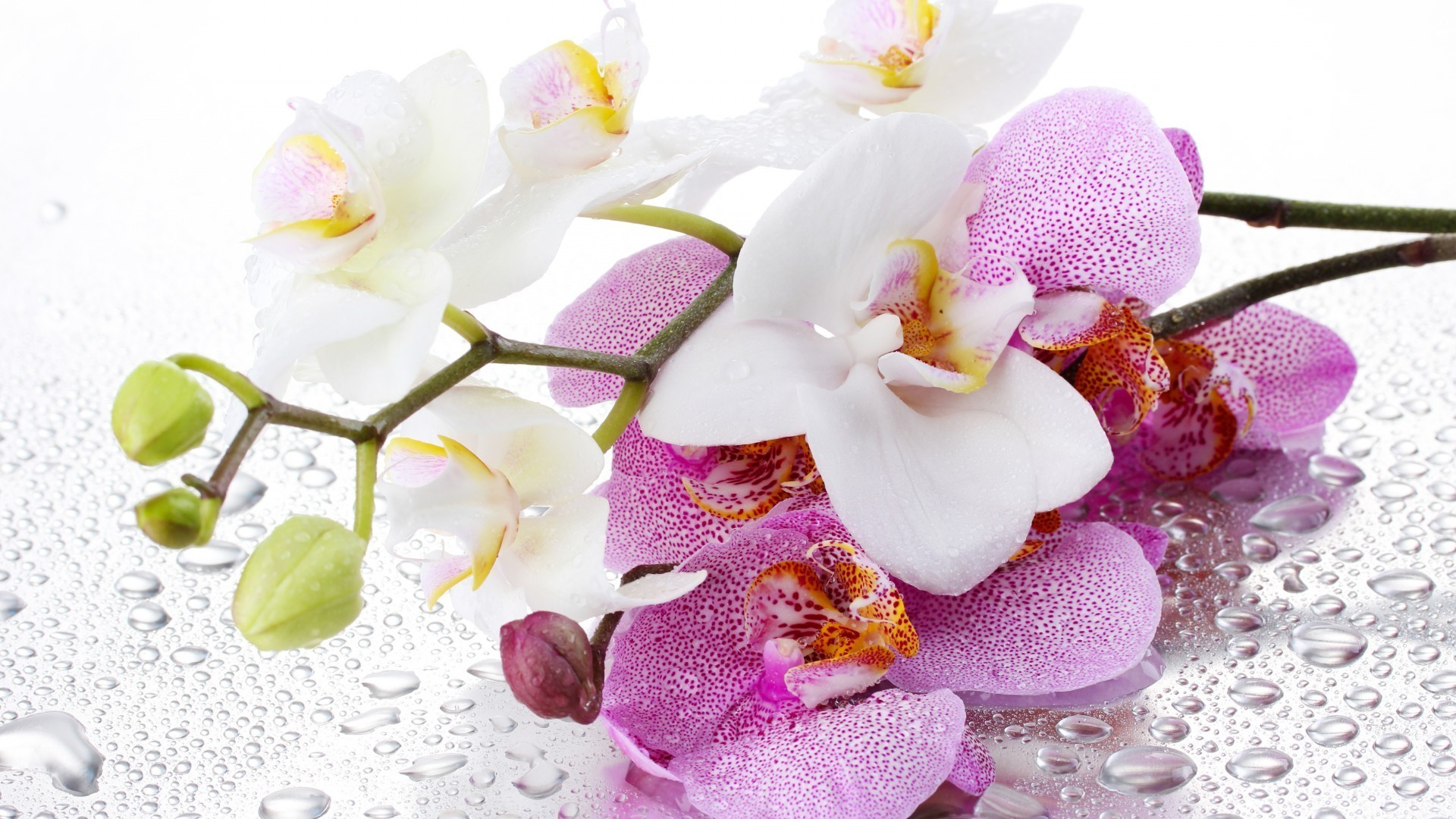 orquídeas flor natureza bela tropical brilhante close-up pétala flora folha romântico romance floral desktop