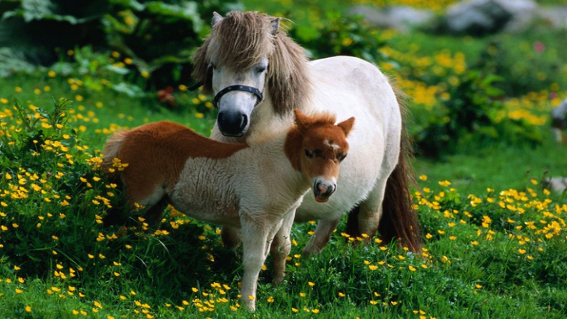 animais mamífero grama ao ar livre natureza animal bonito vida selvagem feno verão animal de estimação gado cavalaria fazenda