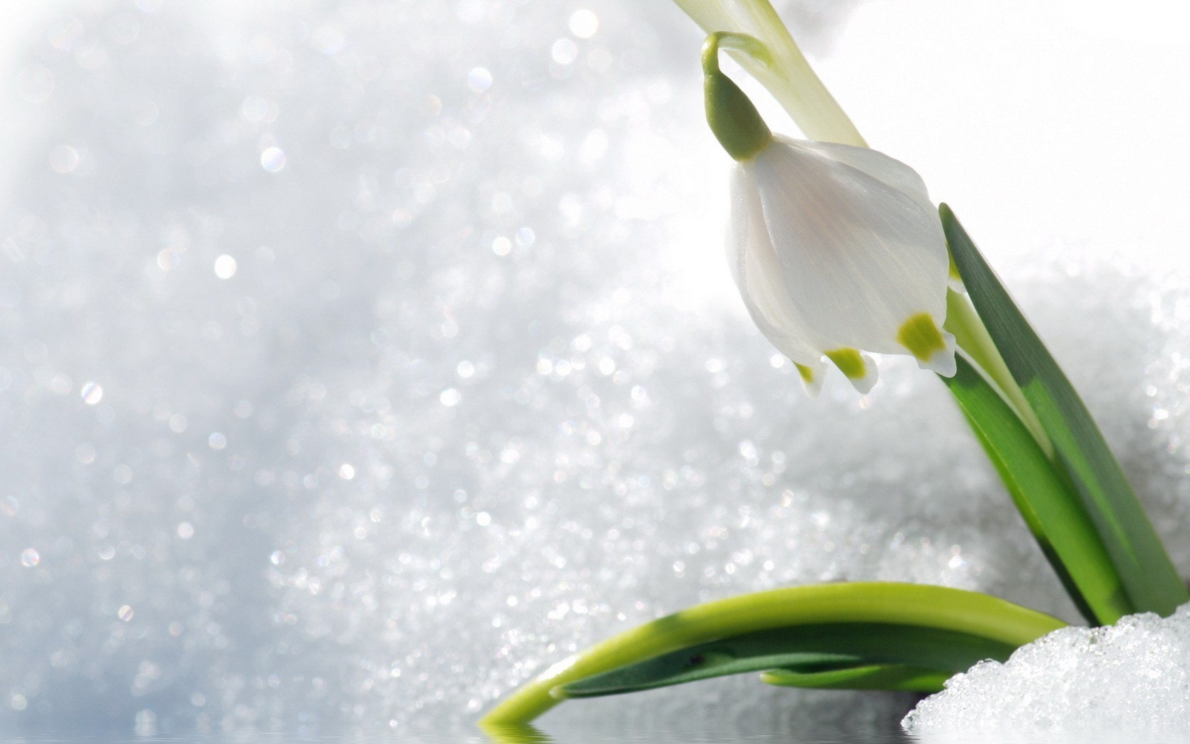 inverno natureza flor flora folha neve limpeza temporada queda brilhante páscoa crescimento