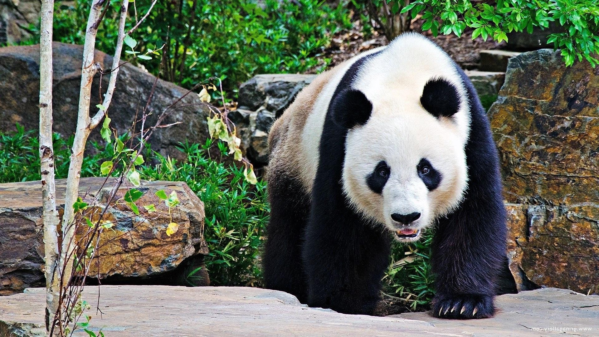 herbívoros natureza jardim zoológico mamífero selvagem vida selvagem animal madeira ao ar livre grama parque árvore verão