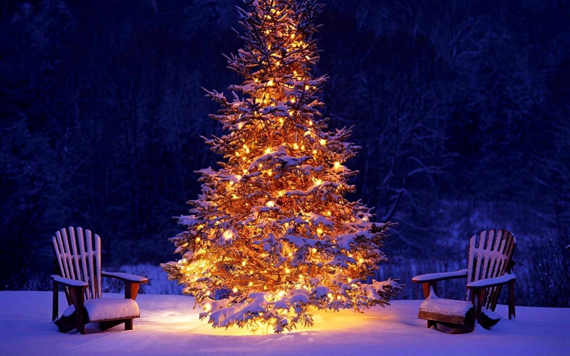 natal cadeira banco assento madeira ao ar livre inverno árvore noite neve viagens relaxamento