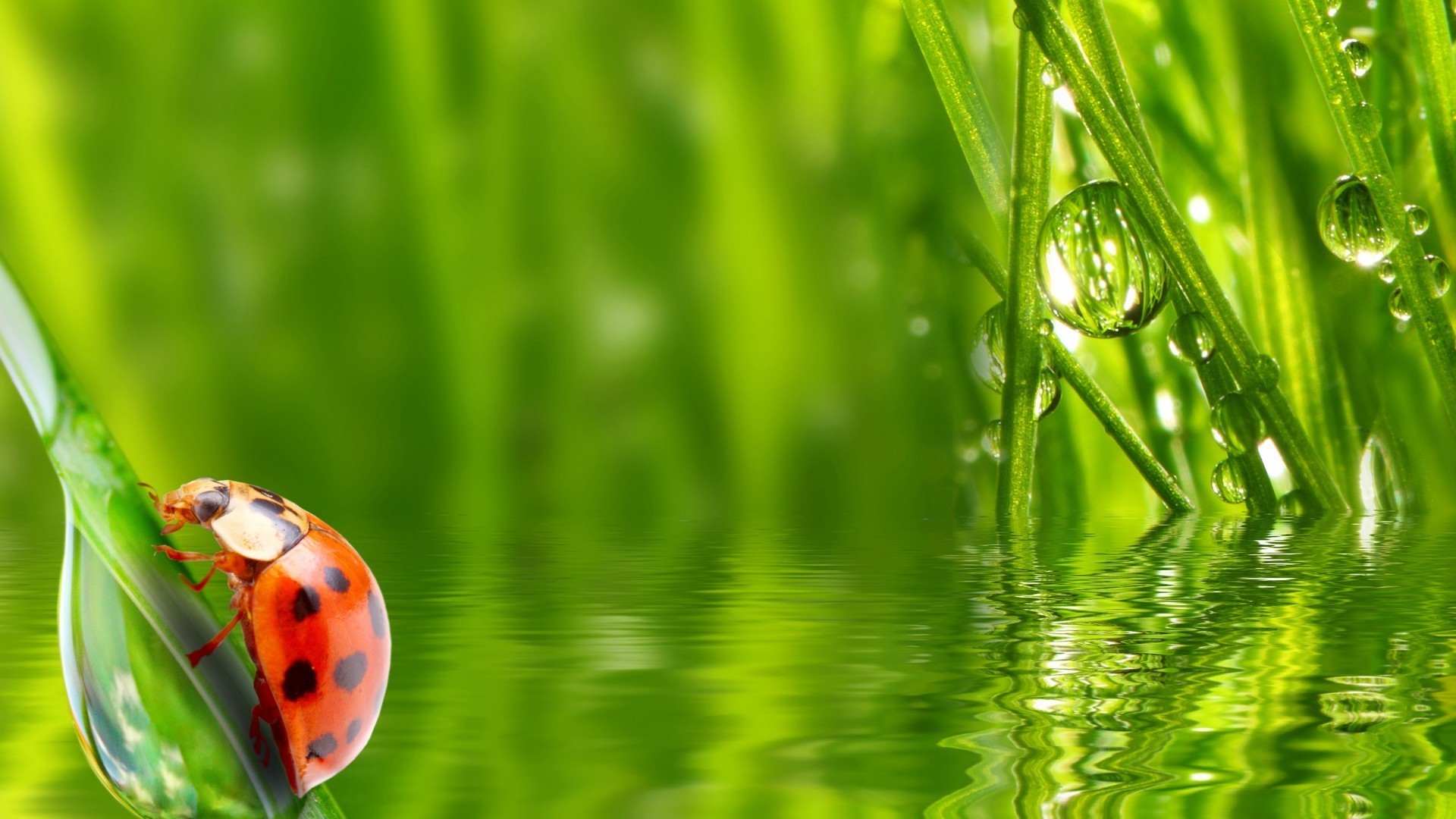 animais grama crescimento flora meio ambiente folha orvalho lâmina verão natureza jardim chuva queda gramado ambiente harmonia ecologia frescura exuberante feno molhado