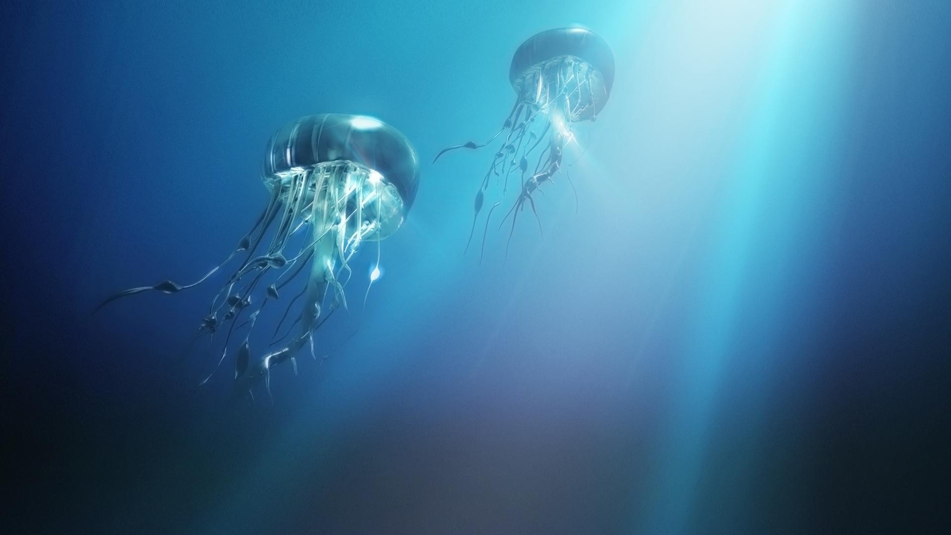 animais subaquático natação oceano