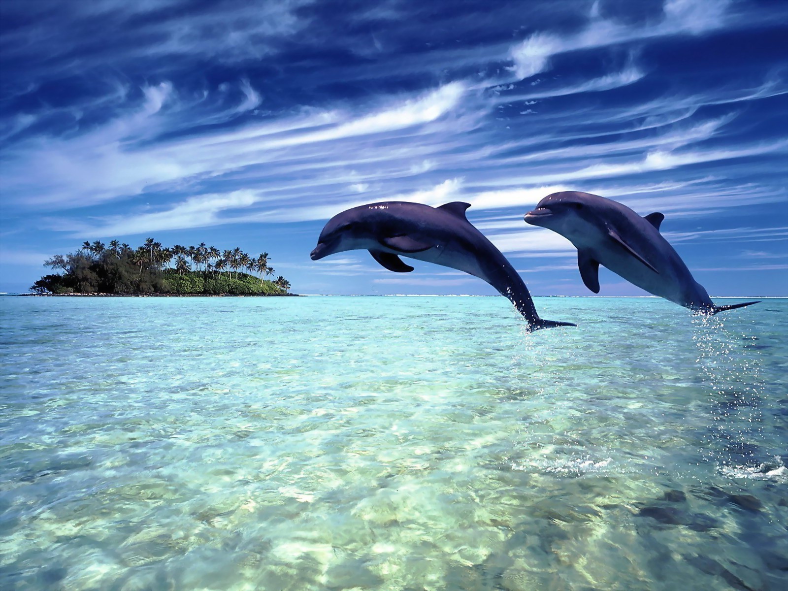 animais apaixonados água debaixo d água oceano mar peixes natureza natação mergulho golfinho vida selvagem tropical ao ar livre viagens turquesa sopradores