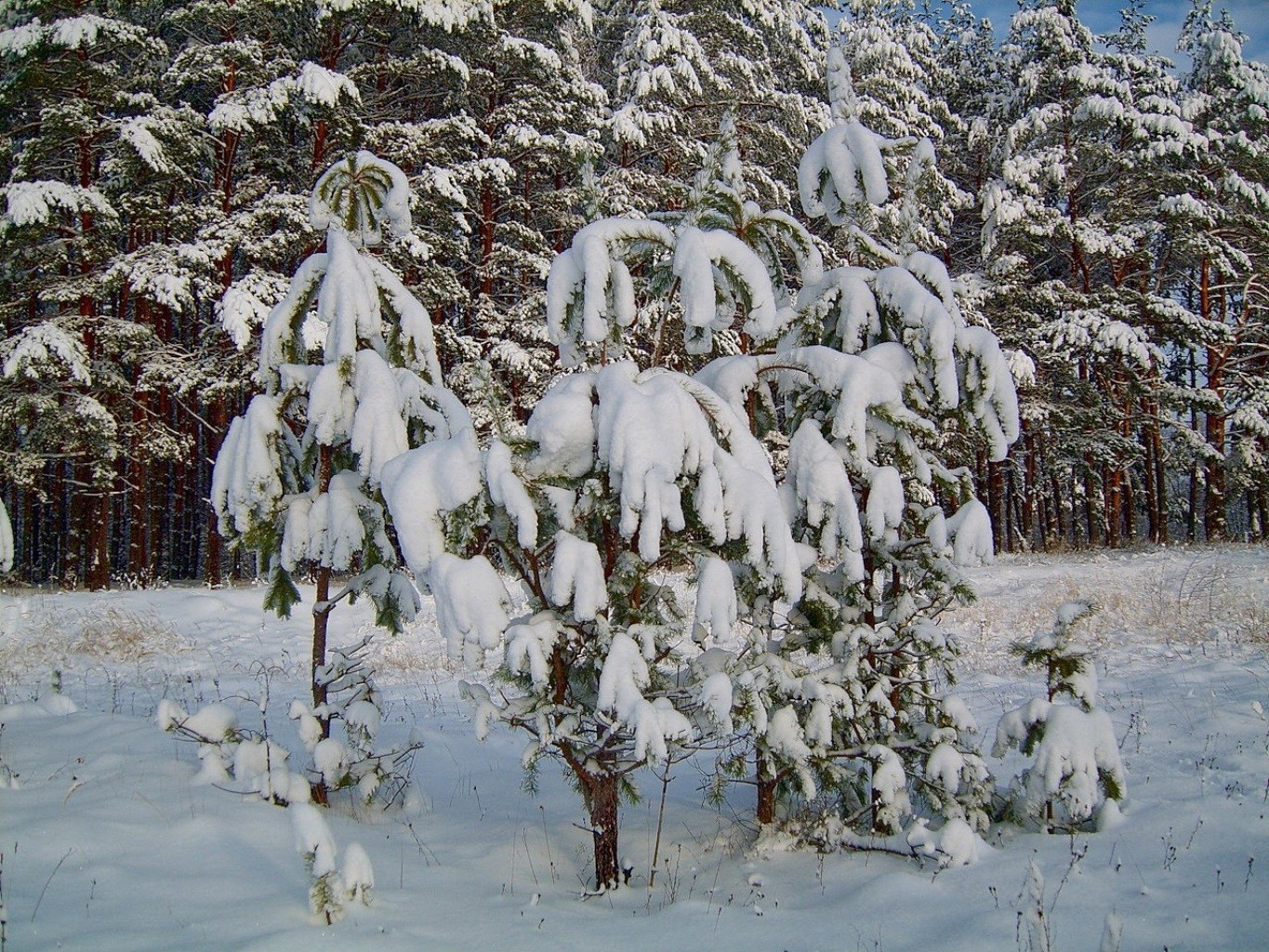 inverno neve tempo frio geada estação madeira madeira paisagem natureza congelado ao ar livre gelo neve branca ramo cena gelado nevasca cênica