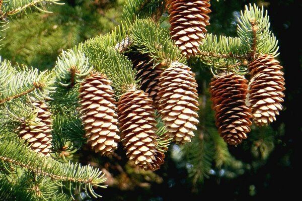 Cones em ramos de abeto ou pinheiro