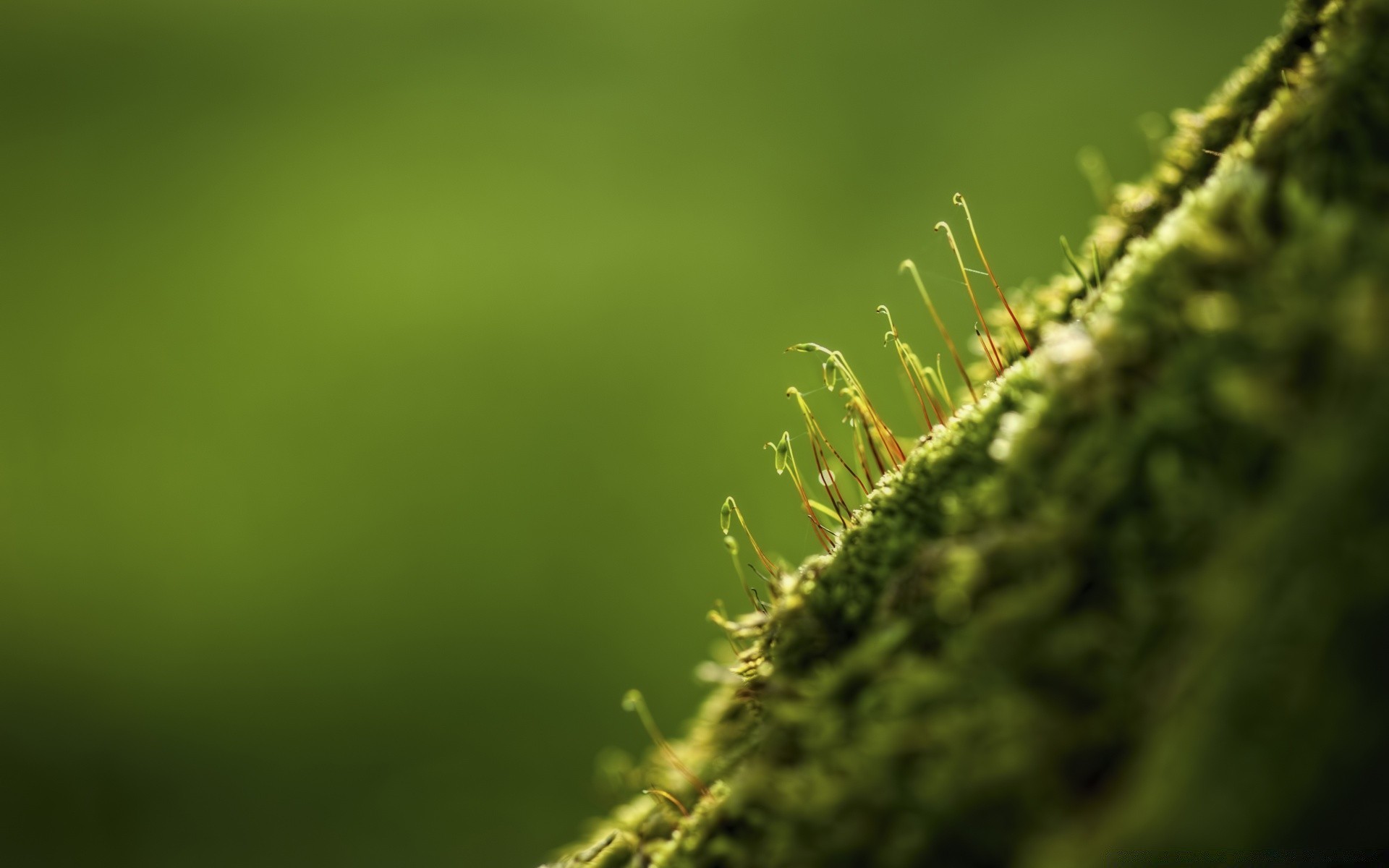 macro natureza folha desfocagem crescimento flora ao ar livre chuva grama dof jardim verão bom tempo exuberante resumo foco amanhecer fern luz sol