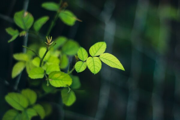 Belo arbusto de plantas no jardim