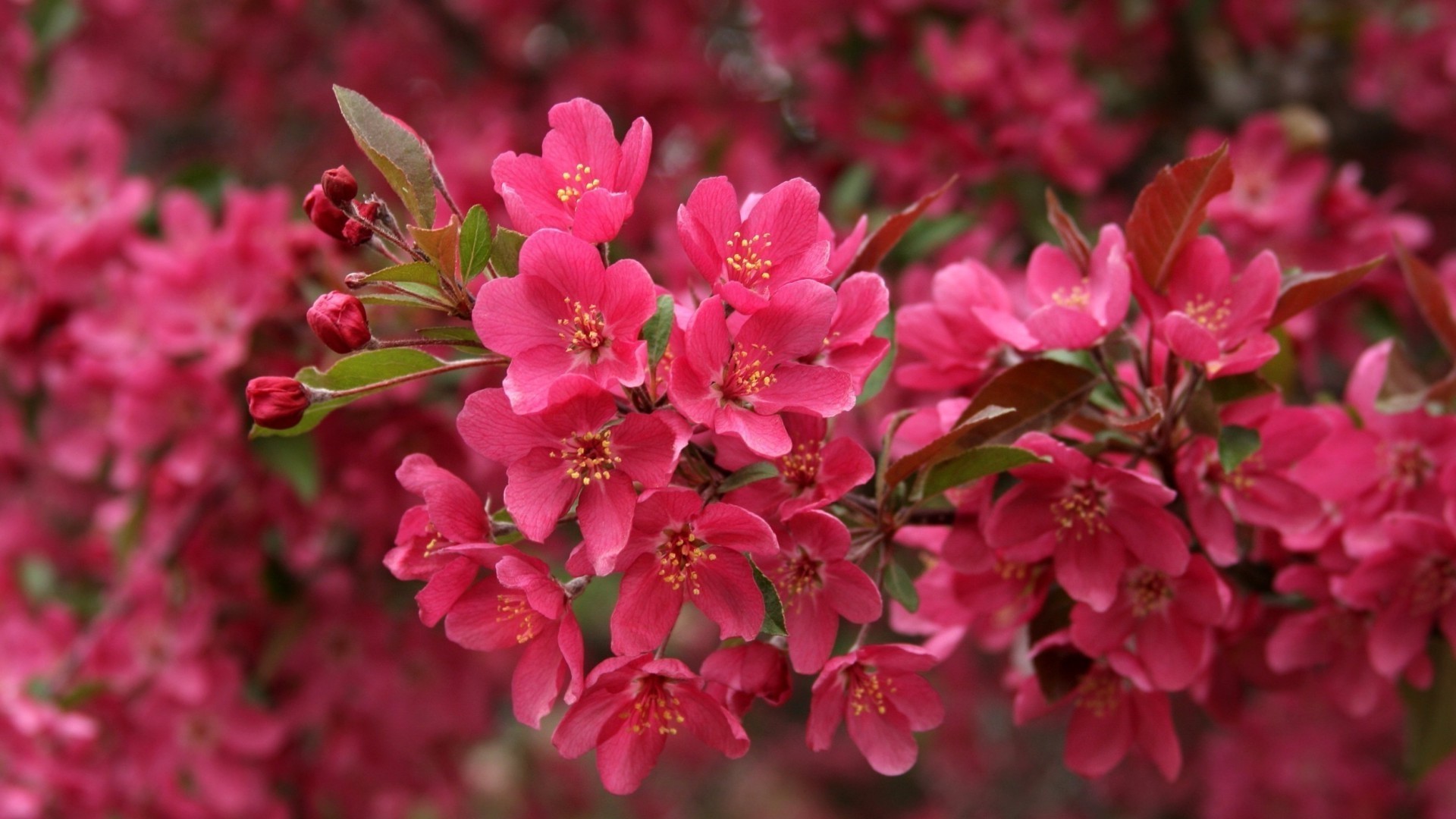 close-up flor natureza ramo jardim flora folha crescimento pétala árvore floral blooming ao ar livre brilhante verão cereja arbusto cor estação parque