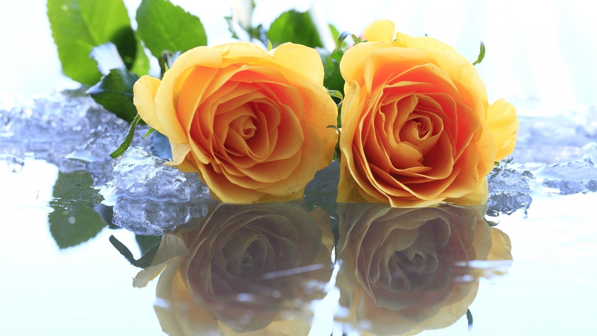 flores rosa amor romance flor buquê presente casamento pétala aniversário romântico floral blooming folha casamento aniversário feriado amigo natureza amor
