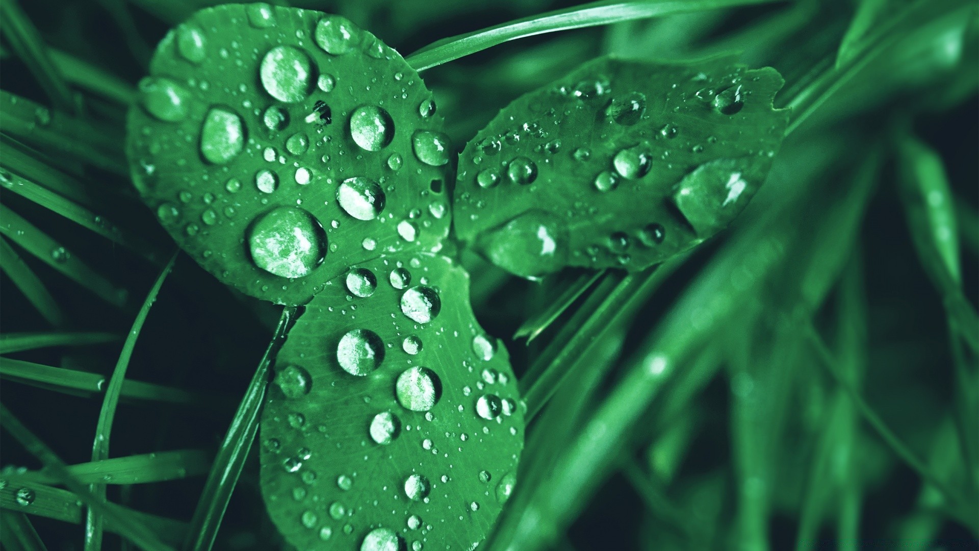 fotografia macro chuva orvalho queda molhado folha água flora gotas frescura natureza pureza crescimento meio líquido limpo