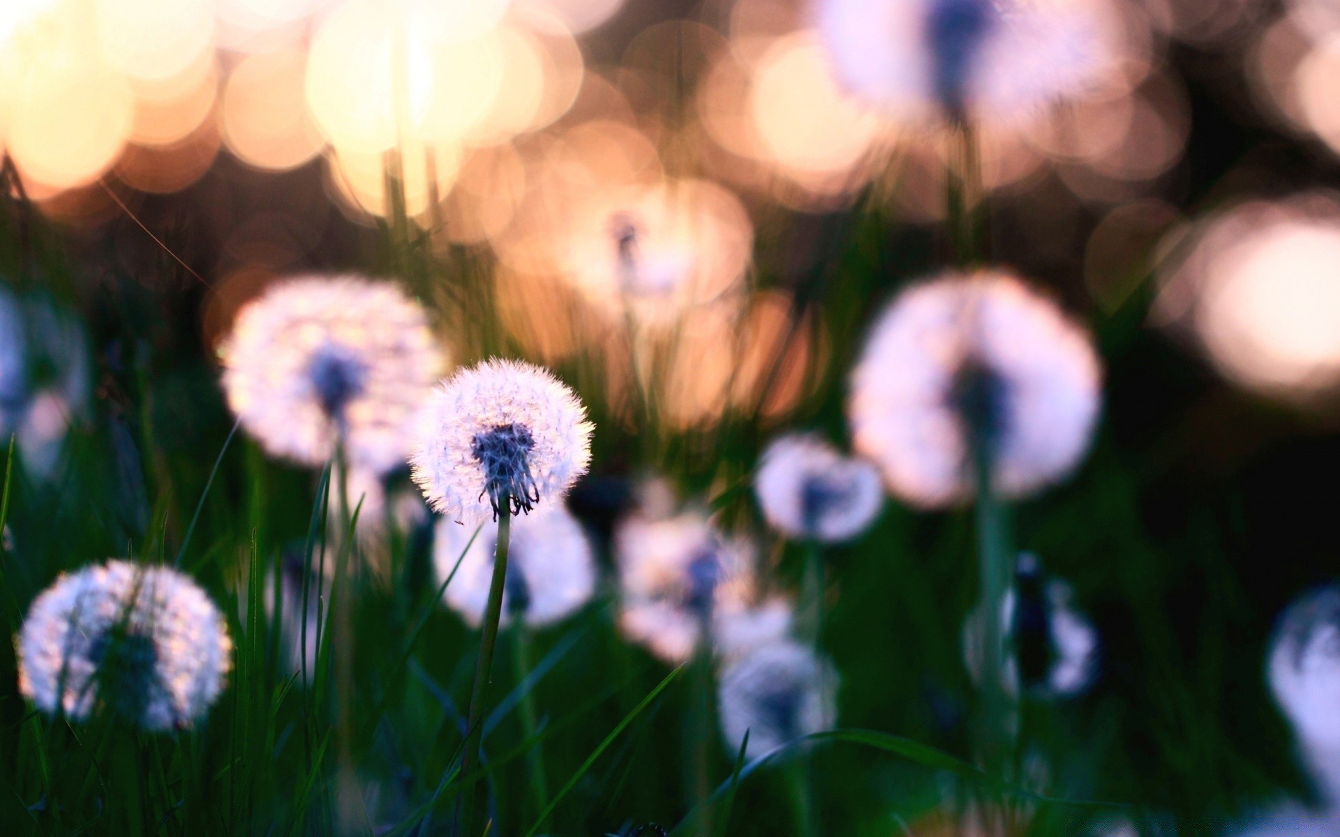 fotografia macro grama flor natureza feno flora campo jardim verão ao ar livre cor brilhante folha borrão bom tempo