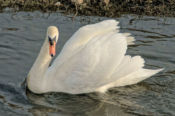 Cisne bonito branco como a neve no lago