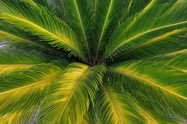 Beleza dos trópicos. Cinquenta Tons de verde