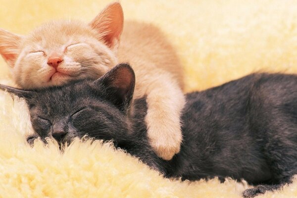 Gatinhos bonitos dormindo em um abraço