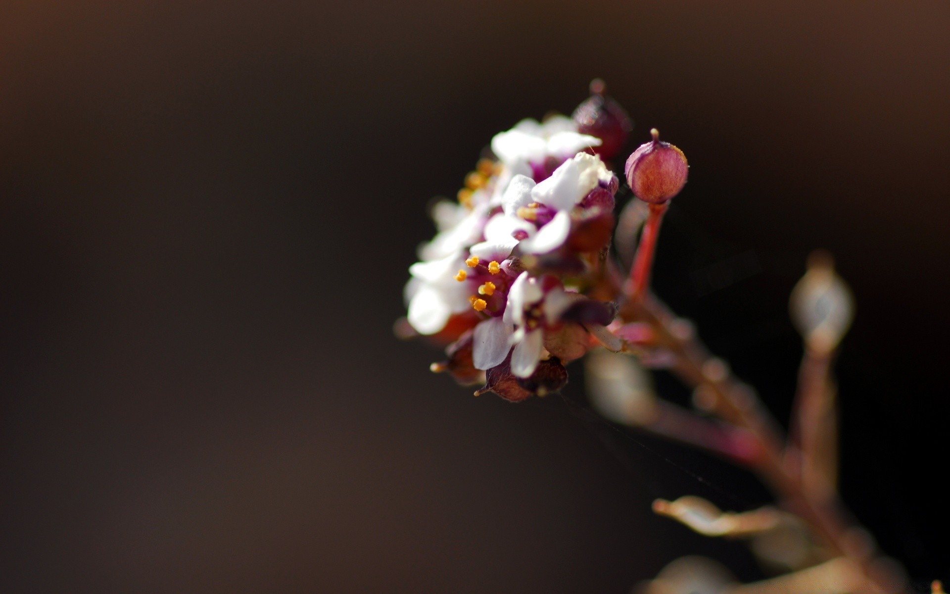 macro flor desfocagem natureza folha maçã flora ainda vida árvore amigo