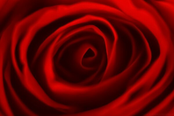 Tecido vermelho em forma de rosa