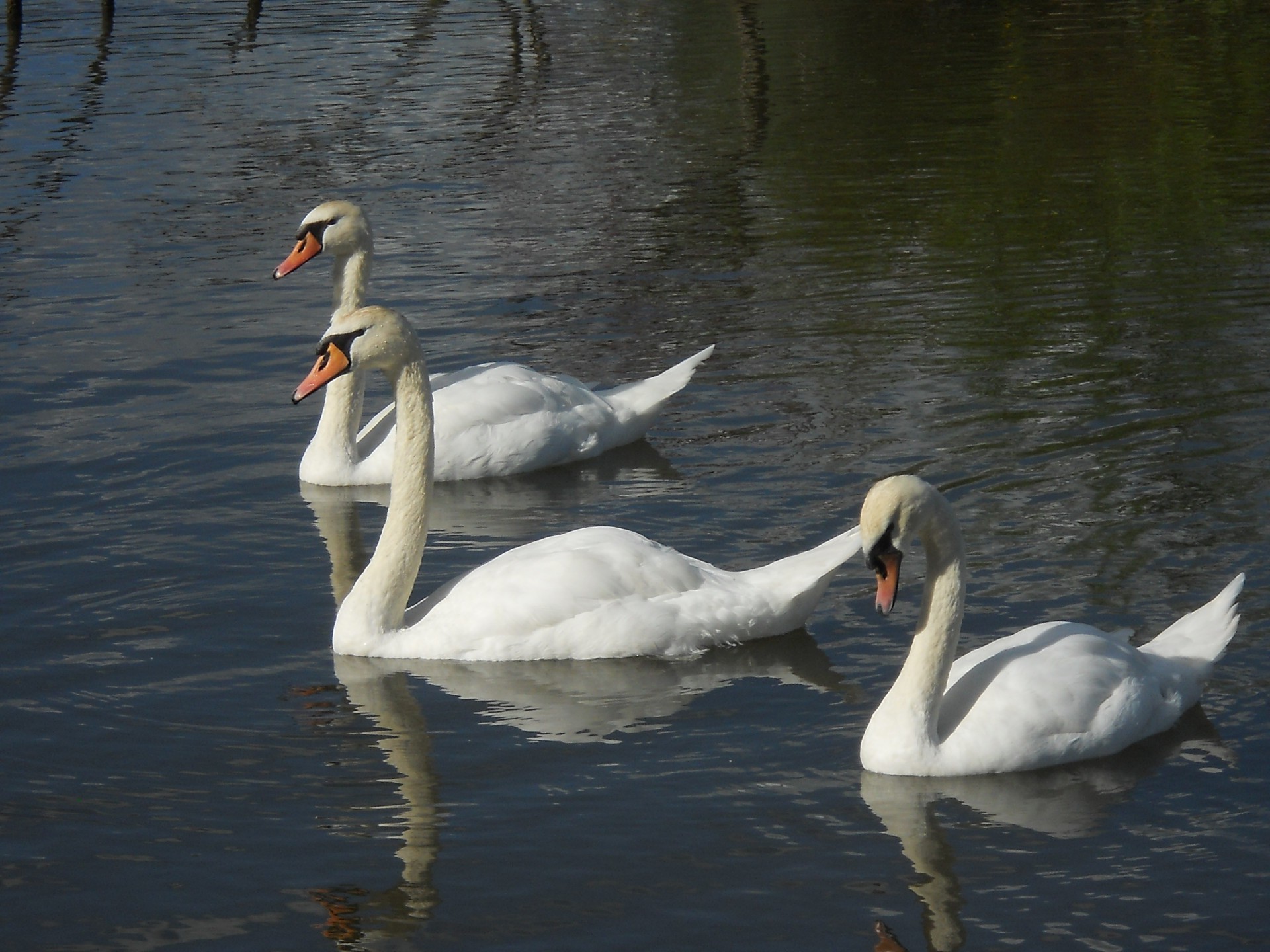 cisne pássaro água lago água ganso pato natação mudo piscina reflexão vida selvagem aves natureza pena pescoço rio animal