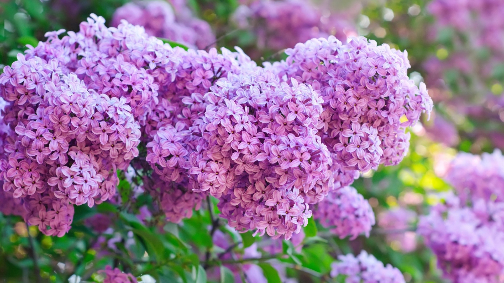 flor flora natureza jardim arbusto blooming verão folha lavanda floral crescimento cor estação pétala brilhante ramo árvore botânico ao ar livre