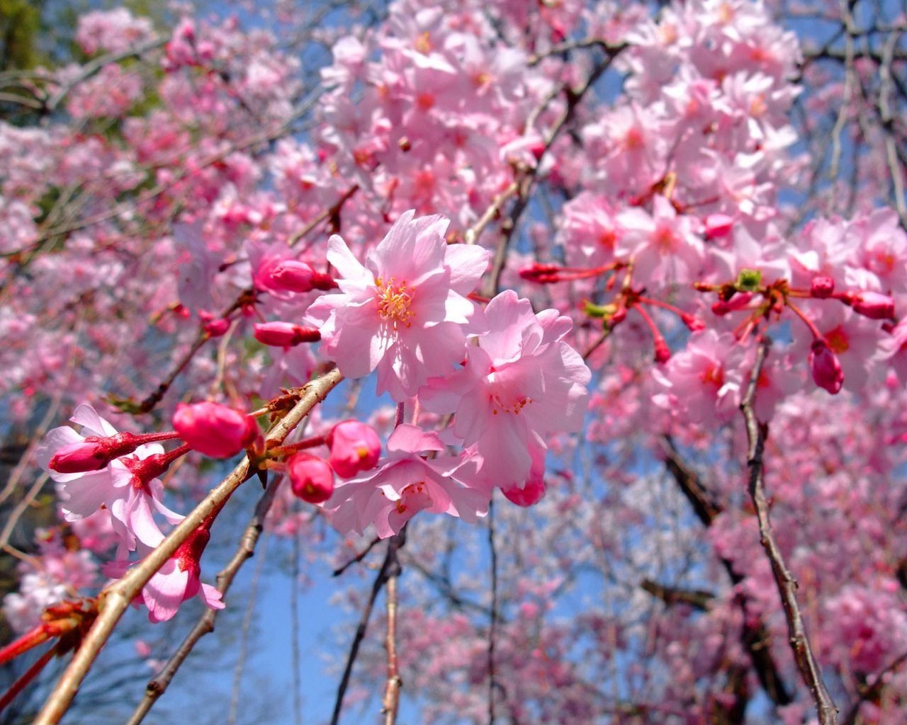 cereja flor ramo árvore flora natureza temporada blooming jardim crescimento pétala folha primavera amigo ao ar livre parque cor brilhante floral
