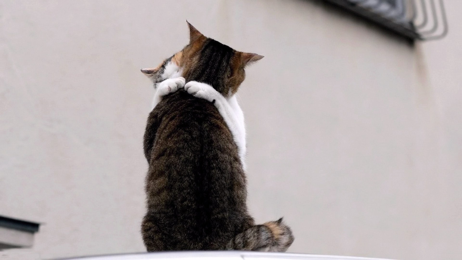gato mamífero fofa animal gatinho animal de estimação sozinho doméstico pele
