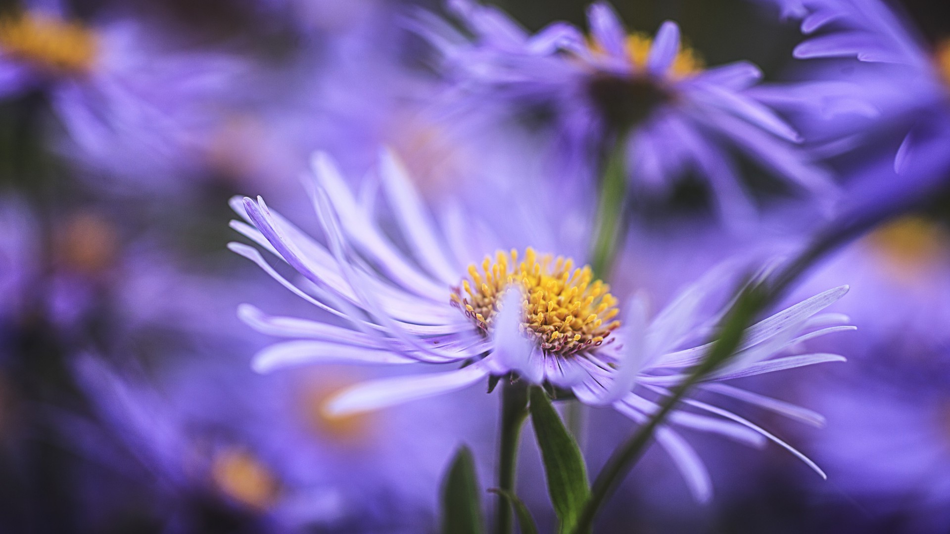 natureza flor flora verão jardim floral pétala brilhante folha cor blooming close-up bela ao ar livre delicado