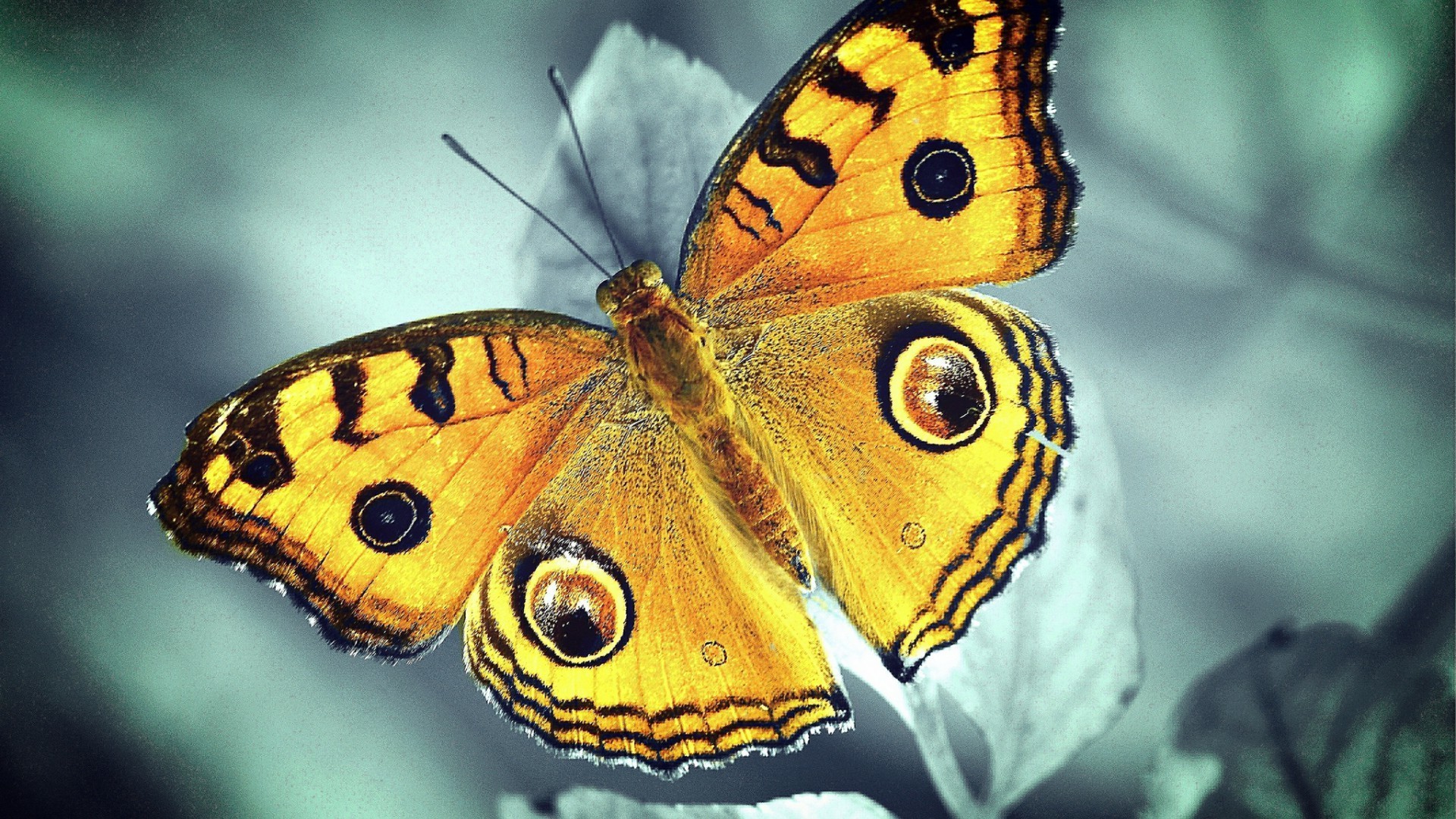 borboleta inseto natureza invertebrados vida selvagem animal asa monarca ao ar livre lepidoptera mariposa cor verão biologia jardim selvagem voar bela