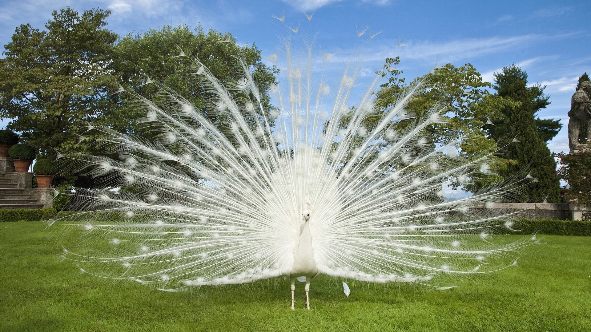 natureza grama parque ao ar livre bela verão jardim brilhante céu flora gramado