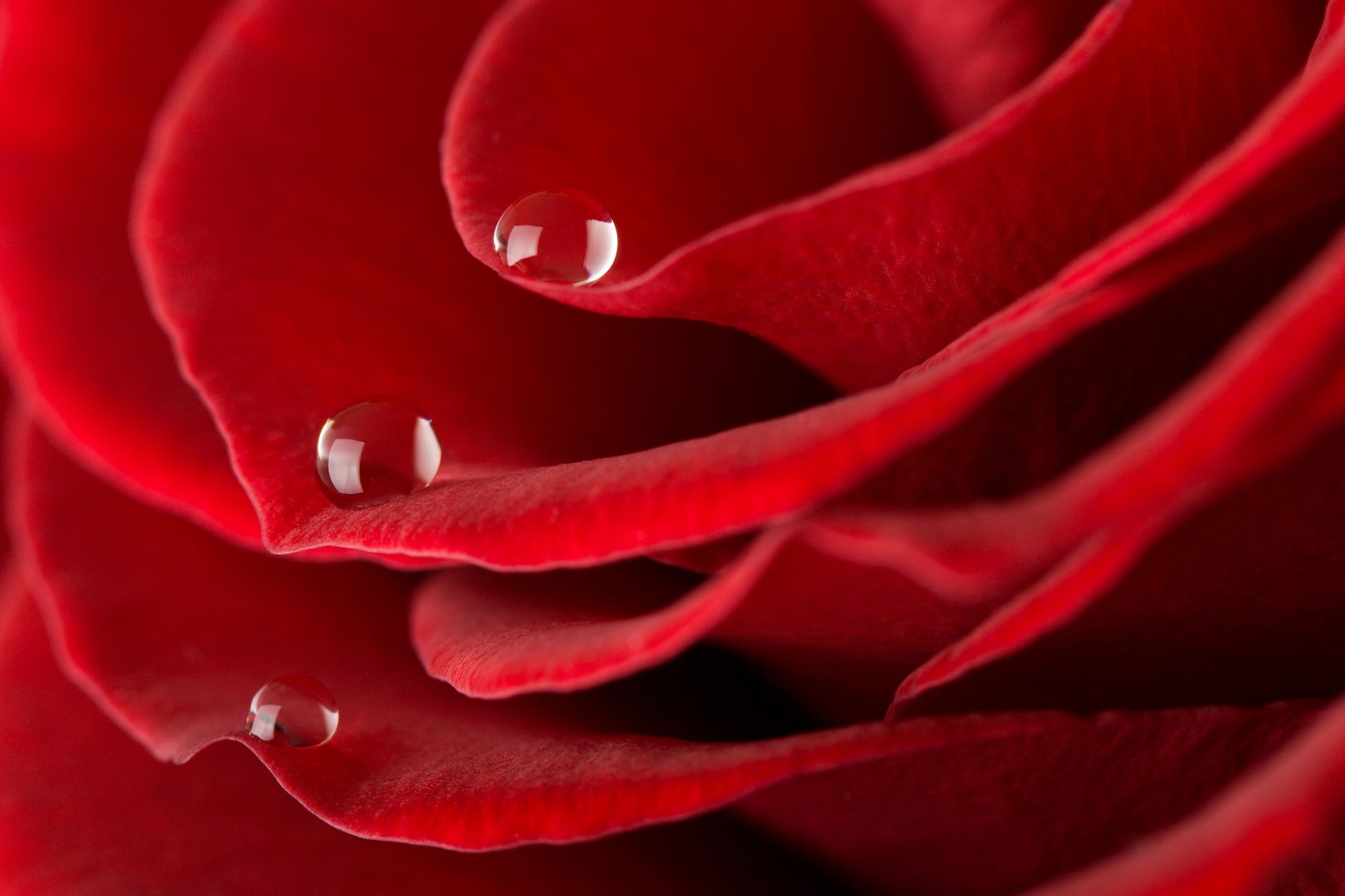 rosa amor romance flor pétala romântica blooming delicado aniversário botânico natureza flora presente bela jardim cor amor orvalho floral