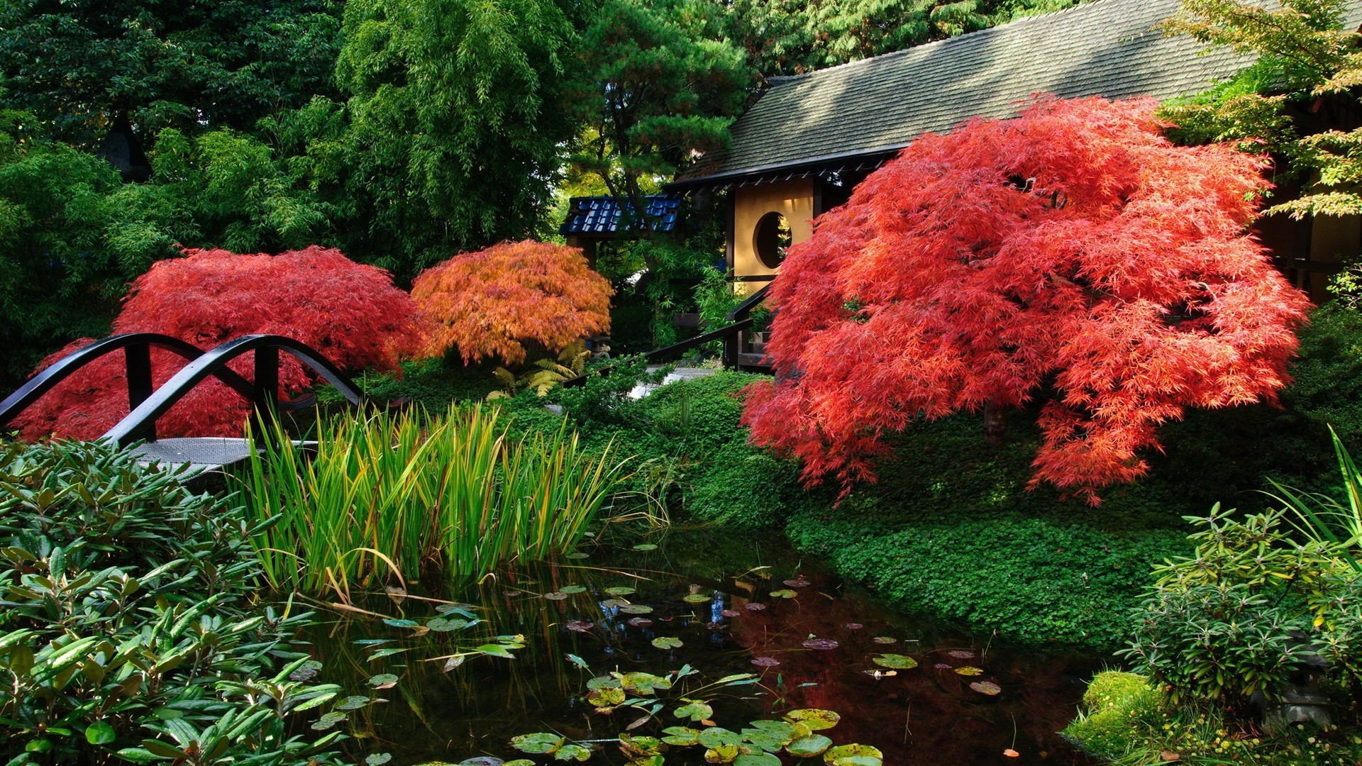folha jardim árvore outono parque madeira natureza ao ar livre flor paisagem estação