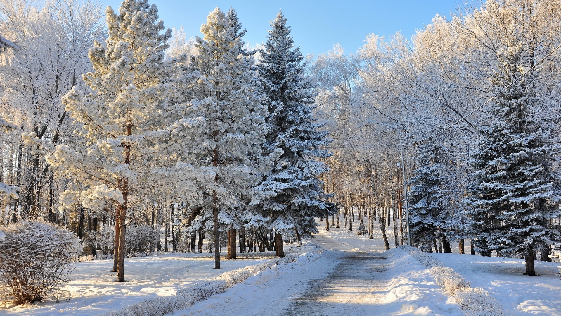 neve inverno geada frio madeira árvore congelada paisagem gelo temporada cênica tempo ramo bom tempo cena campo neve branca natureza pinho