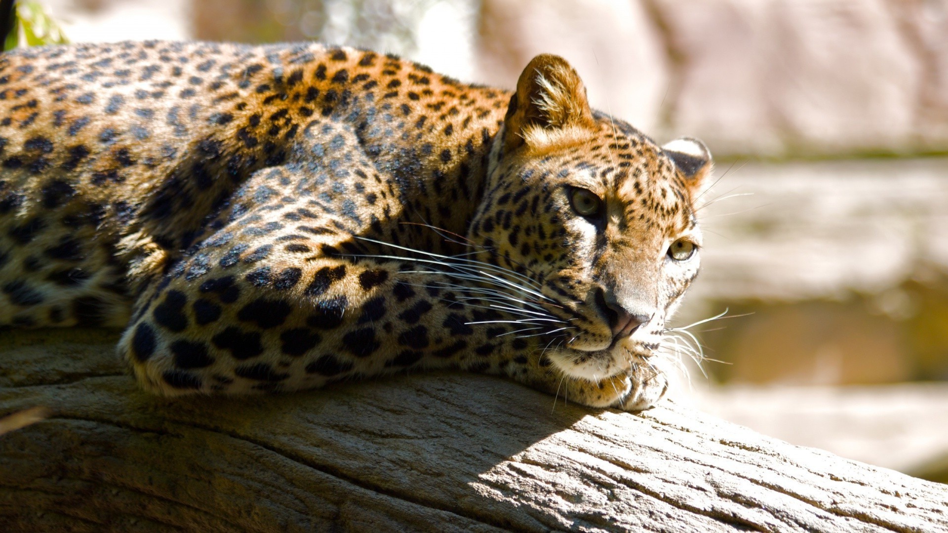 gato vida selvagem predador mamífero leopardo animal jardim zoológico natureza caçador selvagem comedor de carne perigo pele safari