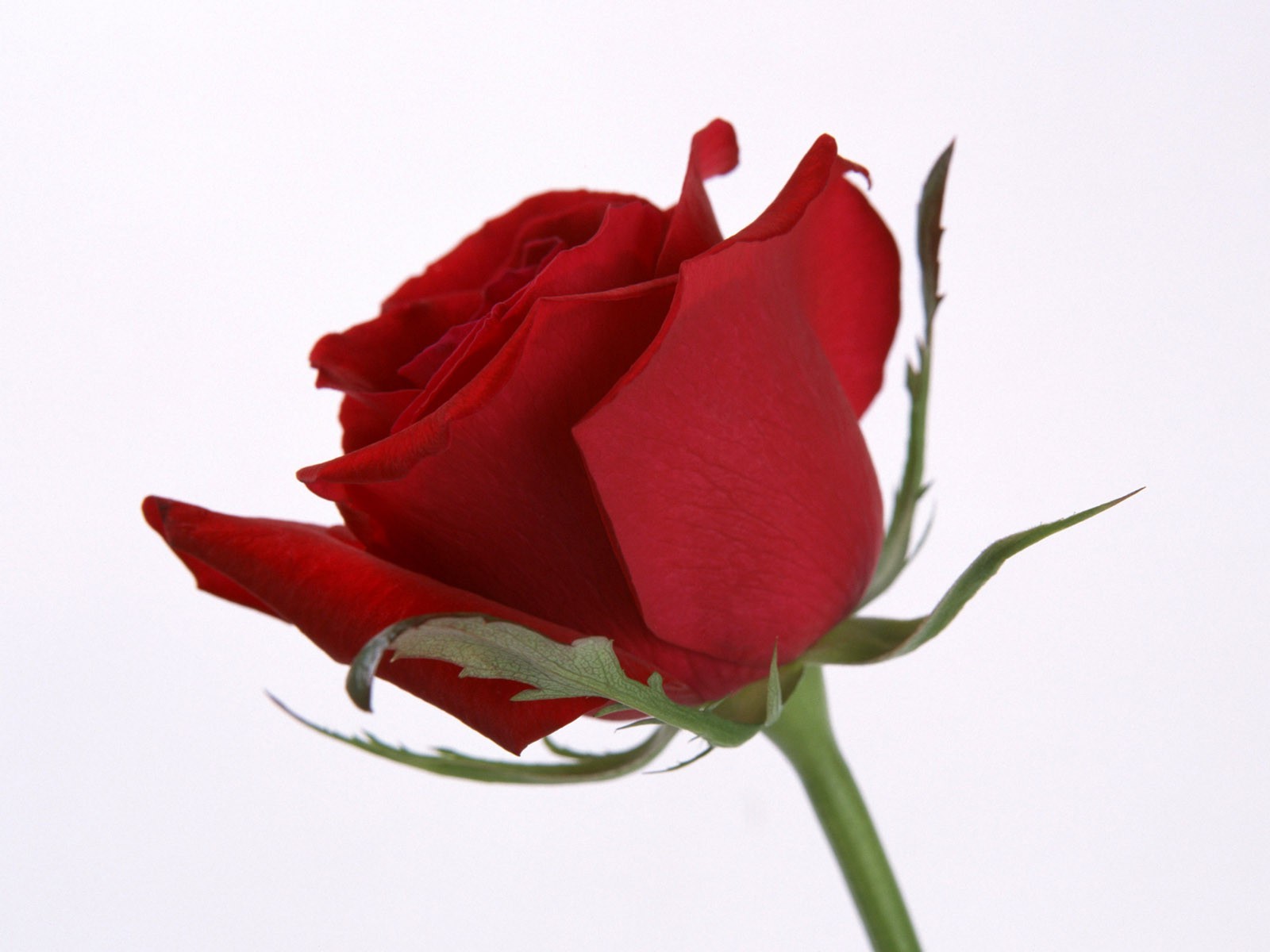 flor rosa amor romance natureza floral casamento presente pétala flora aniversário buquê folha amigo romântico cor verão blooming aniversário