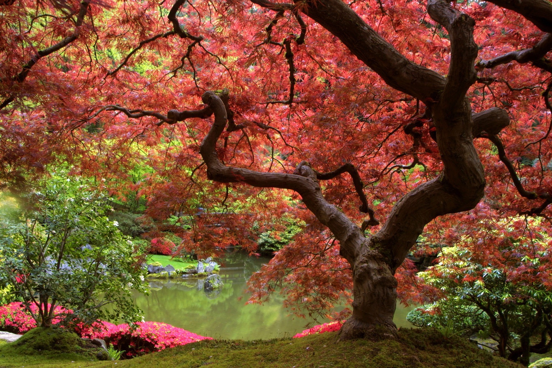 árvore folha outono parque bordo ramo natureza temporada paisagem madeira jardim ao ar livre cor flor flora ambiente cênica