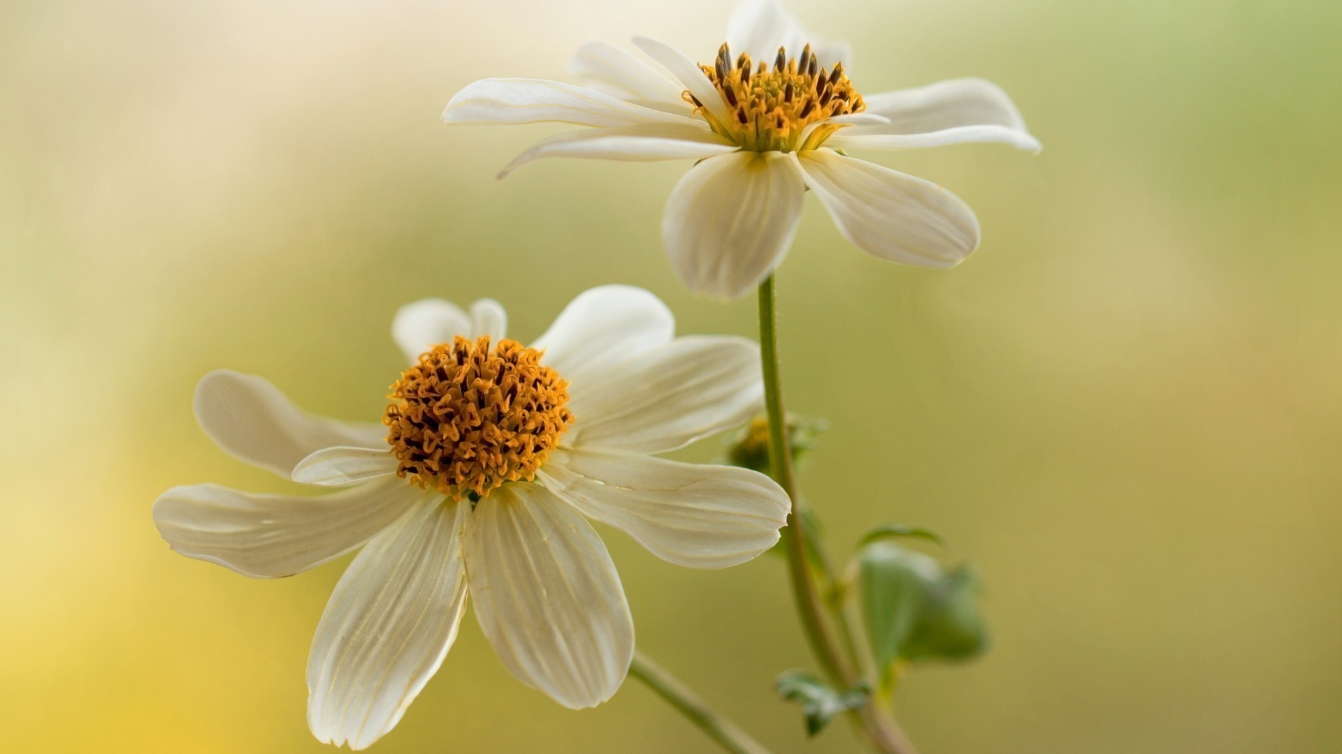 natureza flor flora verão folha jardim floral crescimento brilhante pétala