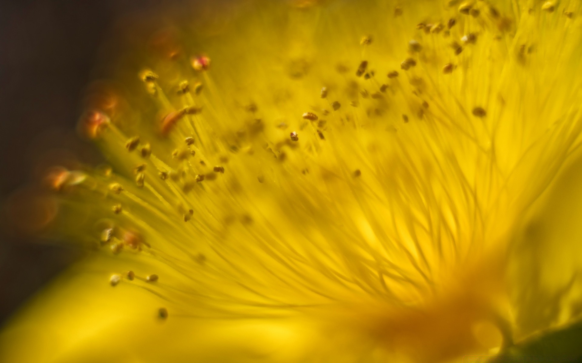 macro natureza flor borrão resumo cor flora luz desktop jardim verão ainda vida textura comida padrão