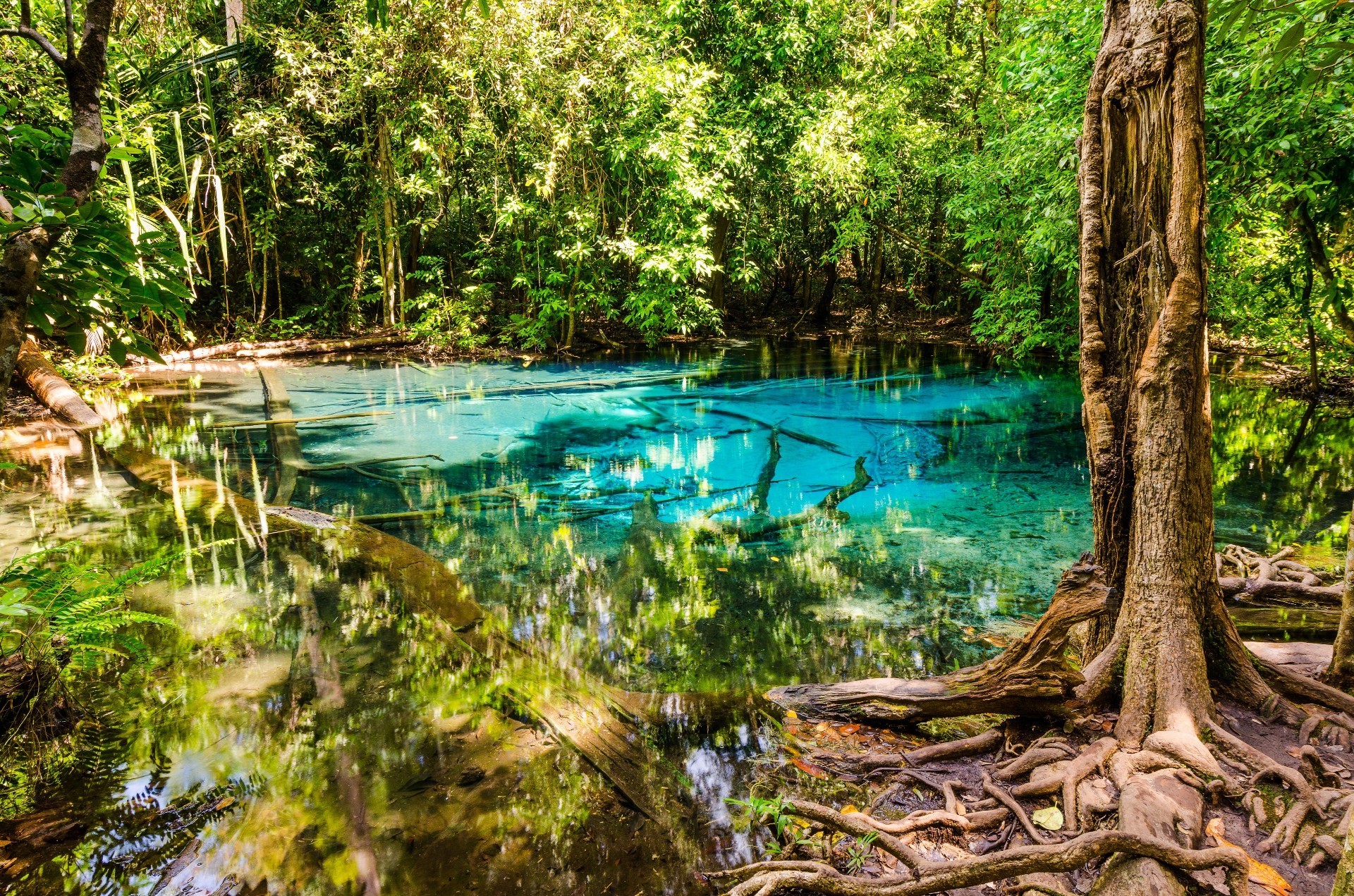 água madeira natureza árvore folha verão viajar tropical paisagem parque rio flora bela ao ar livre ambiente selva cênica lago reflexão