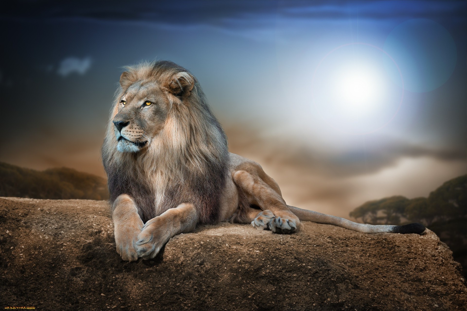 mamífero leão vida selvagem