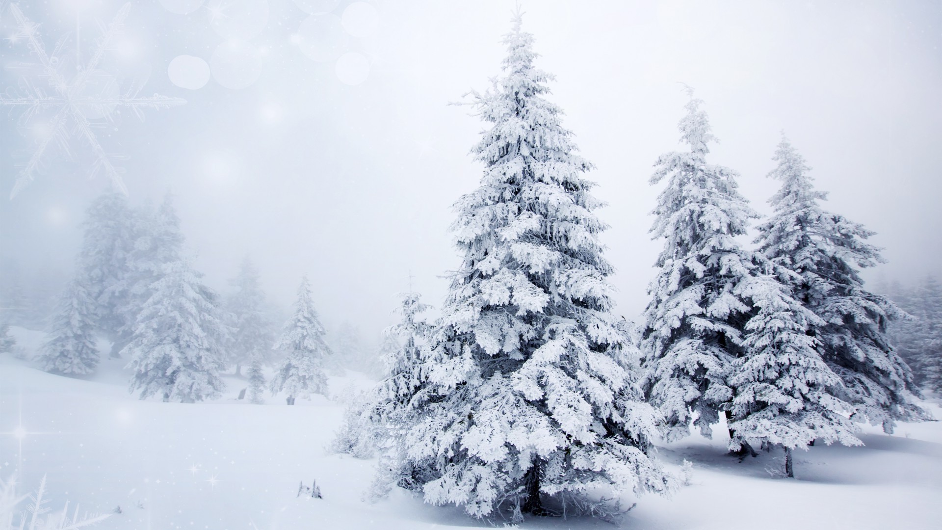 neve inverno geada frio congelado gelo madeira árvore tempo temporada natal pinheiro nevado gelado nevão abeto paisagem abeto