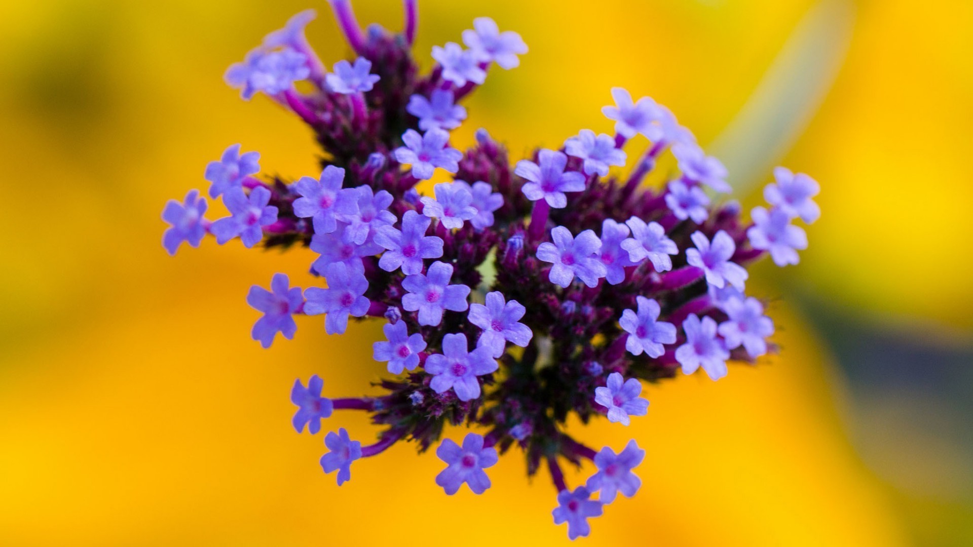 flor natureza flora floral borrão jardim verão folha cor blooming