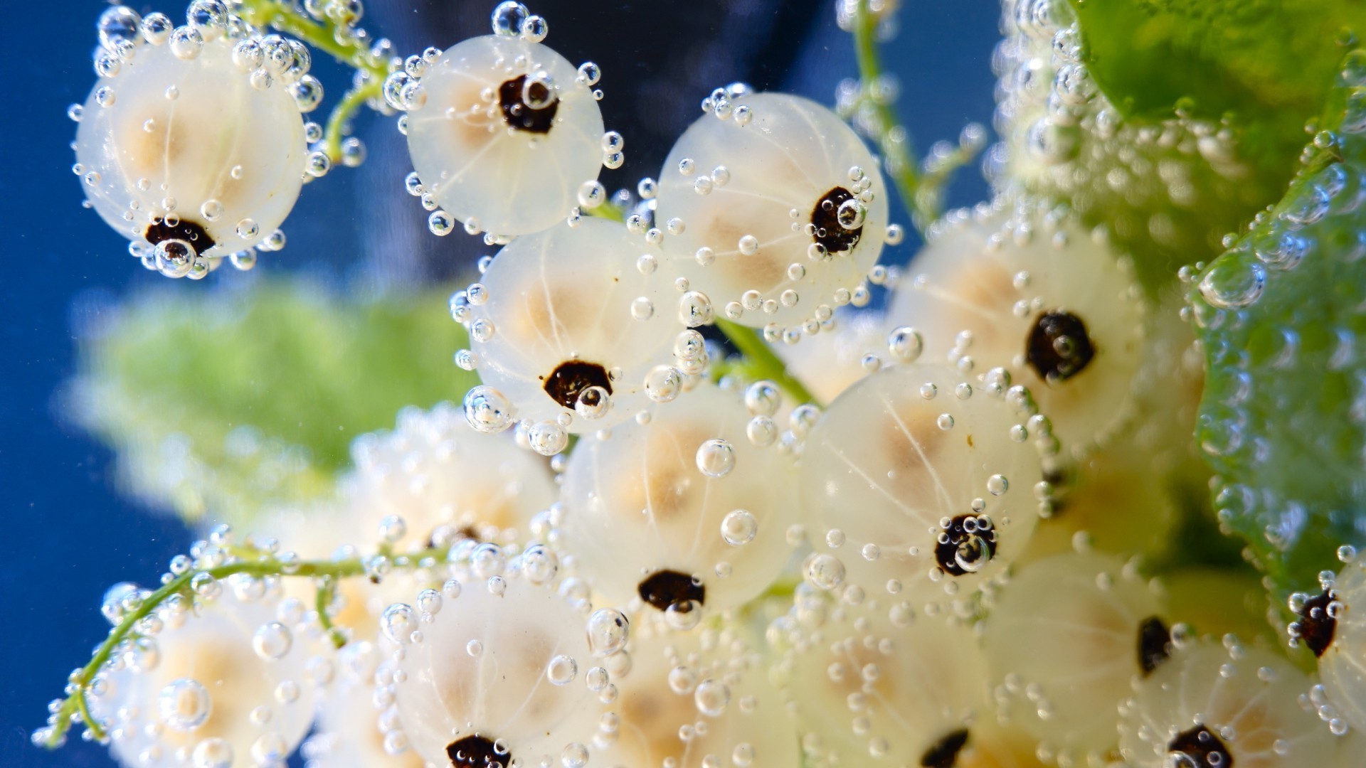 natureza flor chuva queda decoração orvalho água verão